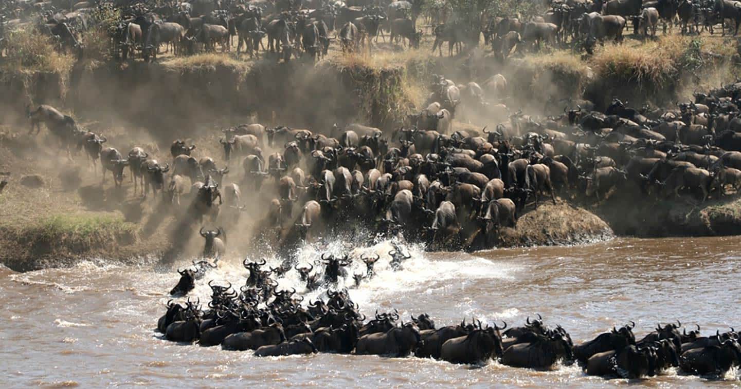 wildlife-spectacle-great-migration