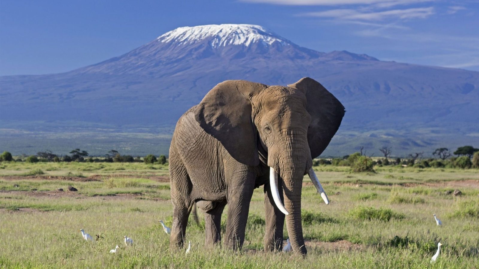 elephant-bull-front-of-kilimanjaro-amboseli-1600x900