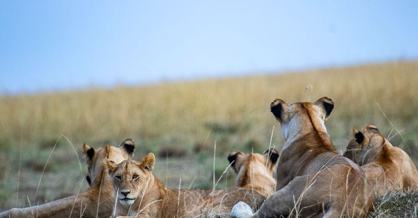 safari photography in kenya
